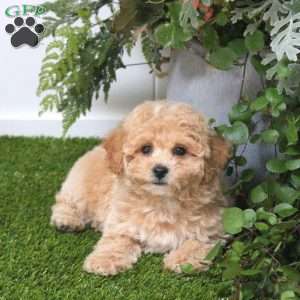 Bailey, Bich-Poo Puppy