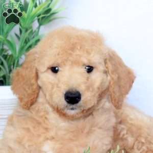 Bailey, Mini Goldendoodle Puppy