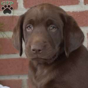 Bailey, Chocolate Labrador Retriever Puppy