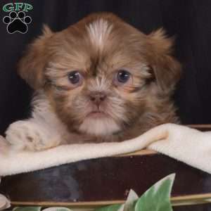 Bailey, Shih Tzu Puppy