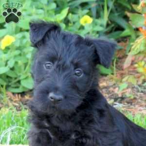 Bailey, Scottish Terrier Puppy