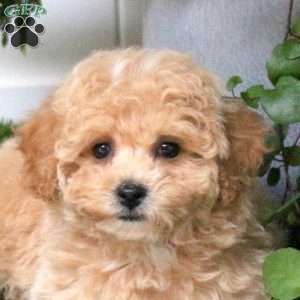 Bailey, Bich-Poo Puppy