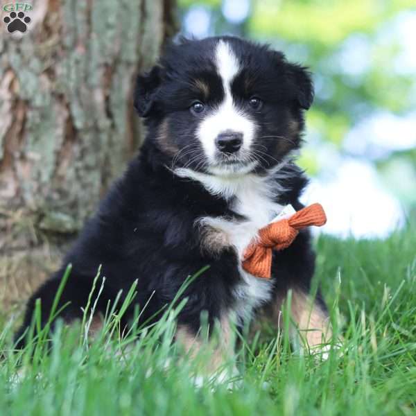 Baja, Miniature Australian Shepherd Puppy
