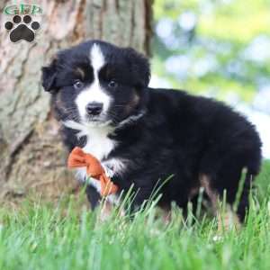 Baja, Miniature Australian Shepherd Puppy
