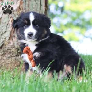 Baja, Miniature Australian Shepherd Puppy