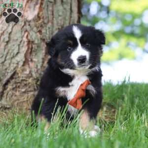 Baja, Miniature Australian Shepherd Puppy
