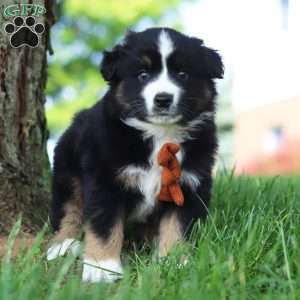 Baja, Miniature Australian Shepherd Puppy
