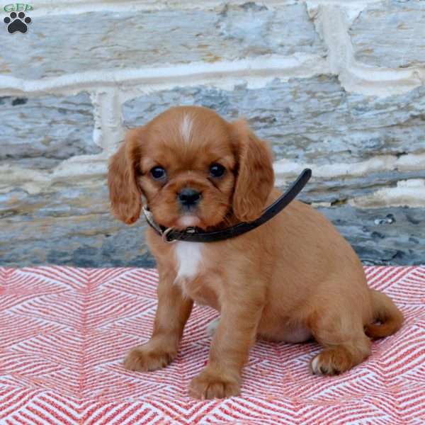 Balinda, Cavalier King Charles Spaniel Puppy