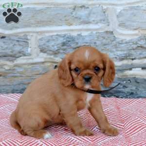 Balinda, Cavalier King Charles Spaniel Puppy