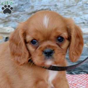 Balinda, Cavalier King Charles Spaniel Puppy