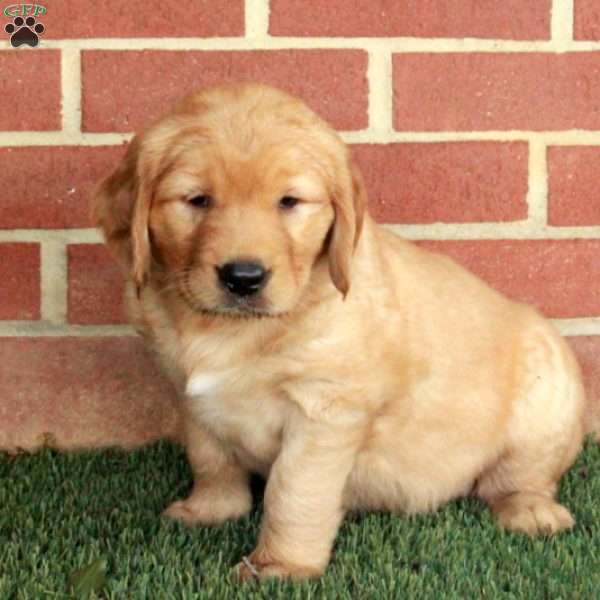Bambi, Golden Retriever Puppy