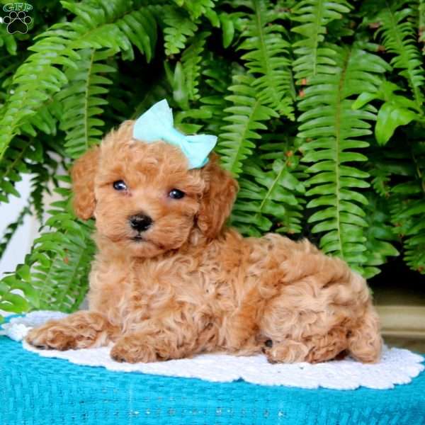 Bambi, Miniature Poodle Puppy