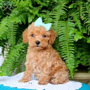 Bambi, Miniature Poodle Puppy