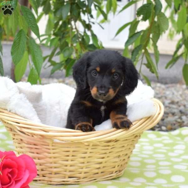 Bandit-Miniature, Dachshund Puppy