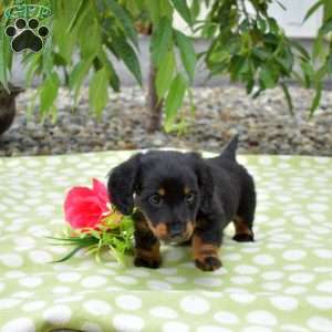 Bandit-Miniature, Dachshund Puppy