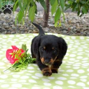 Bandit-Miniature, Dachshund Puppy