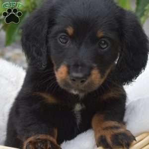 Bandit-Miniature, Dachshund Puppy