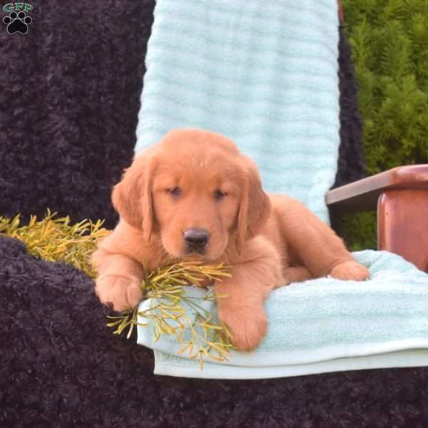 Banjo, Golden Retriever Puppy