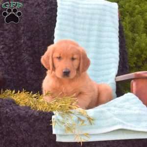 Banjo, Golden Retriever Puppy