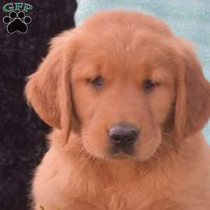 Banjo, Golden Retriever Puppy