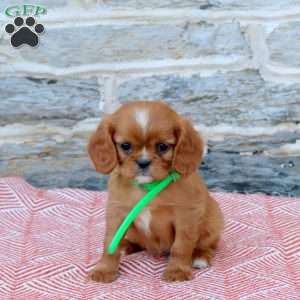 Barbie, Cavalier King Charles Spaniel Puppy