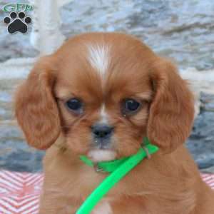 Barbie, Cavalier King Charles Spaniel Puppy