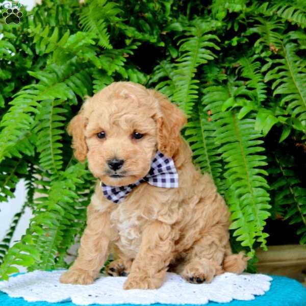 Barney, Miniature Poodle Puppy