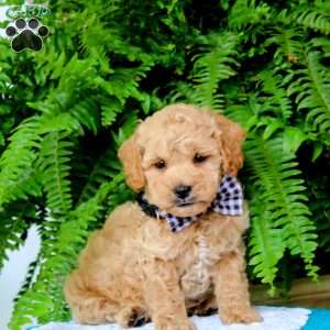 Barney, Miniature Poodle Puppy