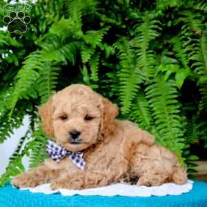 Barney, Miniature Poodle Puppy