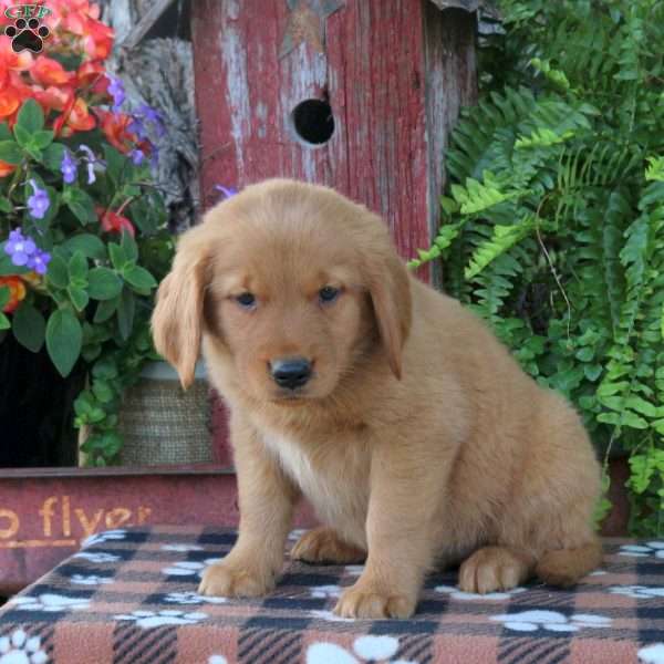 Baron, Golden Retriever Puppy