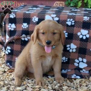 Baron, Golden Retriever Puppy