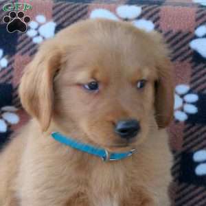 Baron, Golden Retriever Puppy