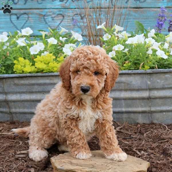 Barry, Mini Goldendoodle Puppy