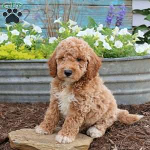 Barry, Mini Goldendoodle Puppy