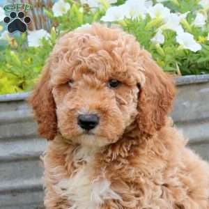 Barry, Mini Goldendoodle Puppy