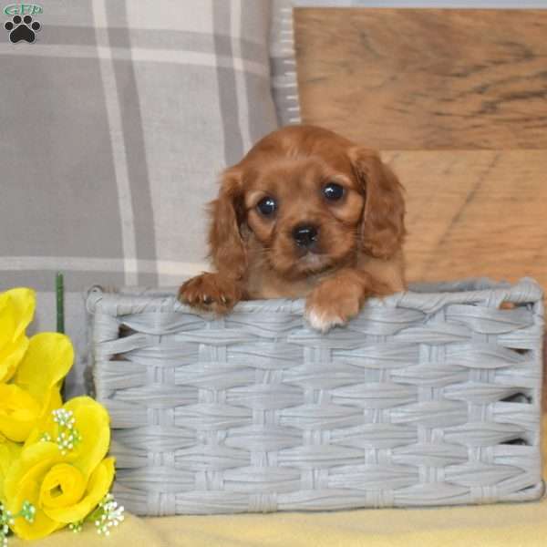Basil, Cavalier King Charles Spaniel Puppy