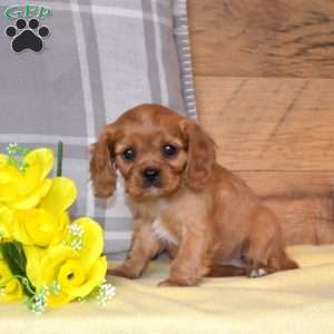 Basil, Cavalier King Charles Spaniel Puppy