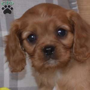 Basil, Cavalier King Charles Spaniel Puppy