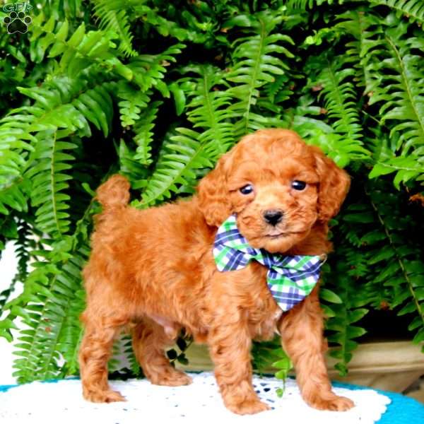 Baxter, Miniature Poodle Puppy