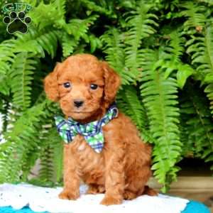 Baxter, Miniature Poodle Puppy
