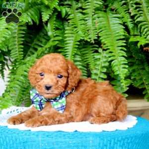 Baxter, Miniature Poodle Puppy