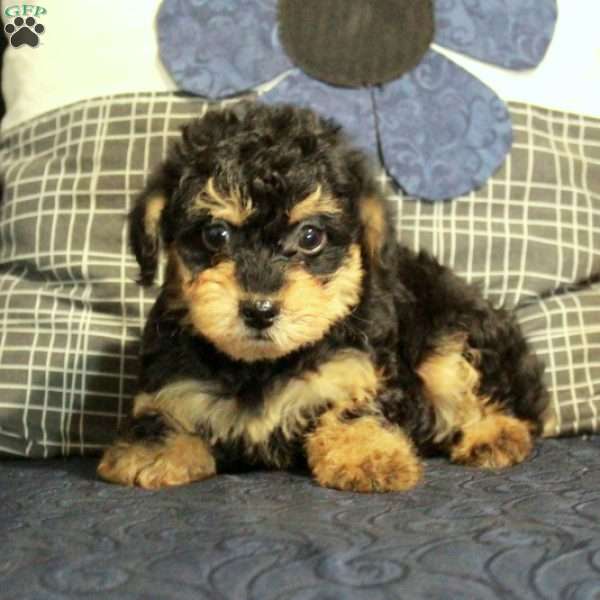 Beana, Yorkie Poo Puppy