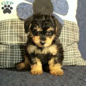 Beana, Yorkie Poo Puppy
