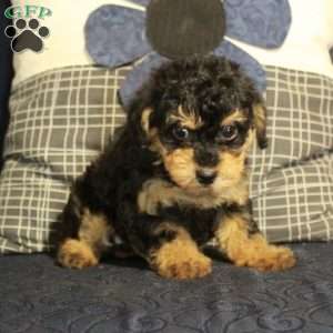 Beana, Yorkie Poo Puppy