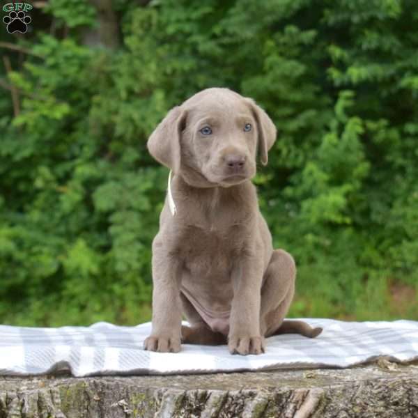 Bear, Labradoodle Puppy