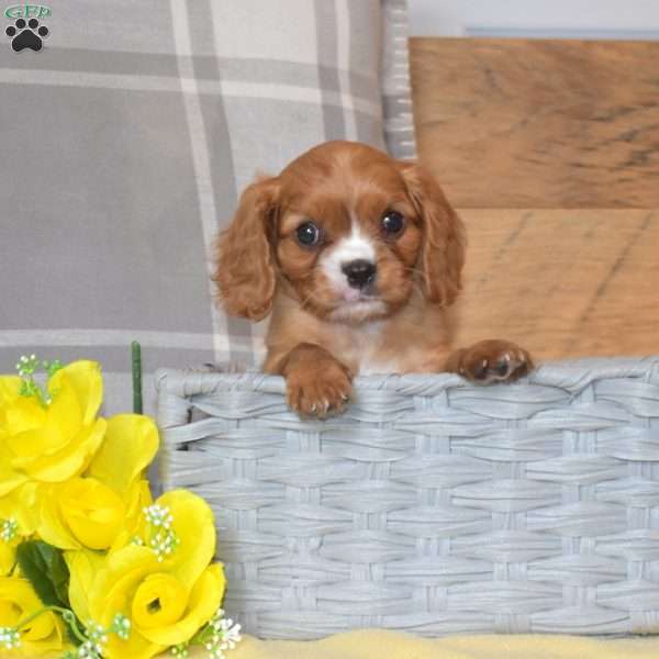 Bear, Cavalier King Charles Spaniel Puppy