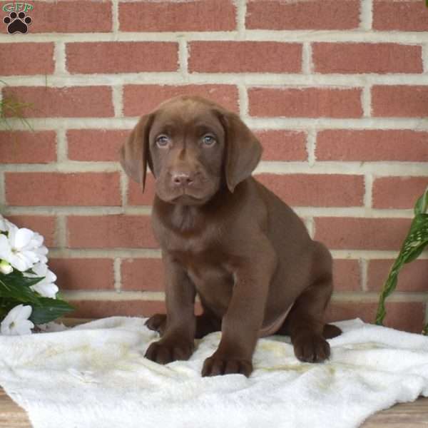 Bear, Chocolate Labrador Retriever Puppy