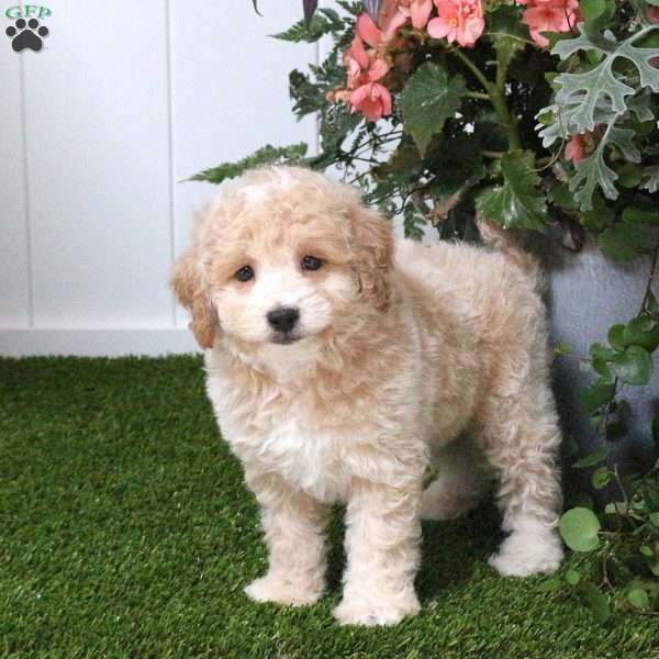 Bear, Bich-Poo Puppy