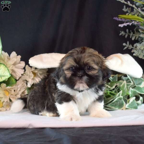Bear, Shih Tzu Puppy