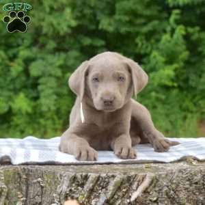 Bear, Labradoodle Puppy